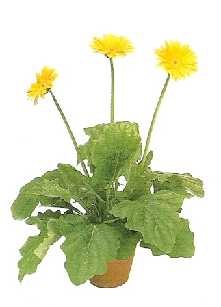 Gerbera Jamesonii